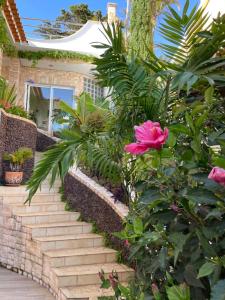 Un jardín fuera de Villa Isabela - Car Rental for Free