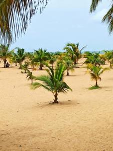 una fila de palmeras en una playa de arena en Chez Fèmi, route des pêches, en Cotonou