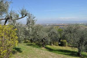 un gruppo di olivi in un campo di LA CASA TRA GLI OLIVI a Sona