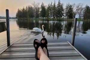 a person with their feet up on a dock with a swan in the water at Large 1 BR Cottage, KING BED on the Lake in Paw Paw