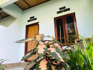 a plant in front of a house with a door at Sawe Homestay in Kuta Lombok
