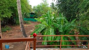 a large green plant behind a wooden fence at Gharat Cottage in Alibaug
