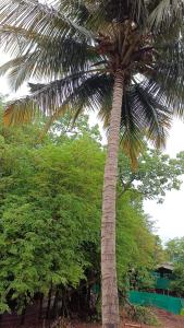 una palmera frente a algunos árboles en Gharat Cottage en Alibaug