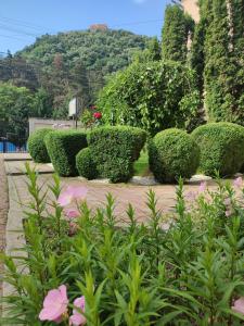 una fila de arbustos y flores en un jardín en Casa Alina, en Deva