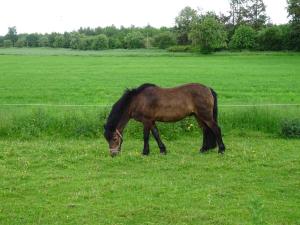 a brown horse grazing in a field of grass at Ferienhaus Frehmeyer - Urlaub auf dem Bauernhof im gemütlichen Ferienhaus in Lindewitt
