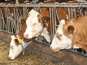two cows are looking through a metal fence at Ferienhaus Frehmeyer - Urlaub auf dem Bauernhof im gemütlichen Ferienhaus in Lindewitt