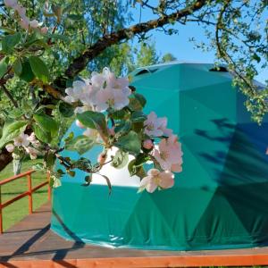 un vase vert avec des fleurs à côté d'un arbre dans l'établissement DebessJums, à Nereta