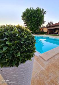 Cornale的住宿－馬里內拉住宿加早餐旅館，游泳池旁白盆里的一个大植物