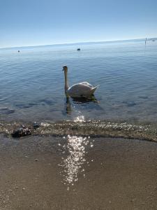 een zwaan zwemmend in het water op het strand bij Seebrise mit Musik und Wein in Meersburg