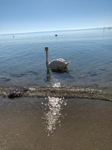 ein Schwan schwimmt im Wasser am Strand in der Unterkunft Seebrise mit Musik und Wein in Meersburg