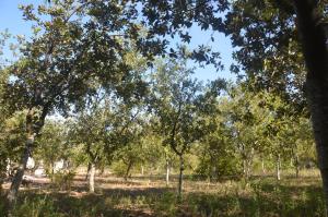 Relais Borgo Segine في ميليندونيو: مجموعة من الأشجار في حقل مع العشب