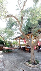 un árbol en medio de un parque con mesas y bancos en Villa Parco Alta Murgia, en Cassano delle Murge