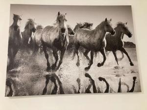 Whitehorse House في دونيجال: مجموعة خيول تجري في الميدان