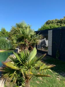 a house with a palm tree next to a swimming pool at Brown in Penmarch
