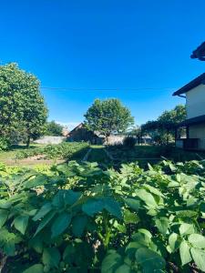 a field filled with lots of green plants at Apartma KAMNITNK in Škofja Loka