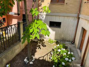 ein kleiner Baum in einem Hof neben einem Gebäude in der Unterkunft Andrew’s House in Ortona