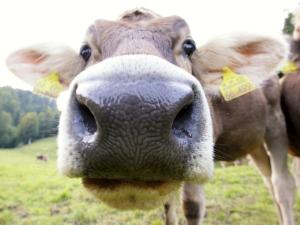 um close-up de uma vaca com etiquetas nos ouvidos em Haus Elise em Füssen