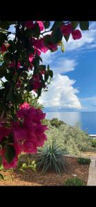 a tree with pink flowers in front of the ocean at Casa Fortuna in Sveta Nedelja