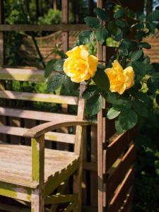 un arbusto de rosas amarillas colgando de una silla de madera en Ferienwohnung Leni, en Walsrode