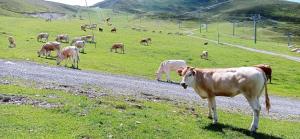 uma manada de vacas a pastar num campo relvado em Appartement St Lary Soulan pied des pistes (le Pla d’Adet) 5 personnes em Saint-Lary-Soulan