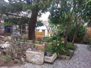 a garden with a bunch of plants and trees at Casa Curtos in Real de Catorce