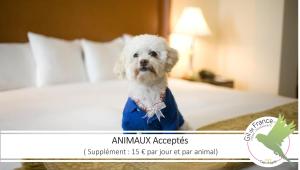 a small white dog standing on a bed at Hotel & Spa Gil de France Cap d'Agde in Cap d'Agde