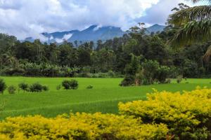 Gallery image of Nature valley homestay in Ella