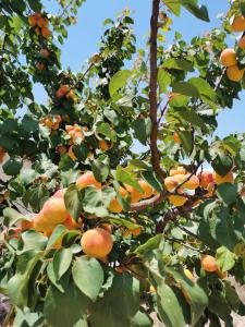 Gallery image of La Petunia in Pozzallo