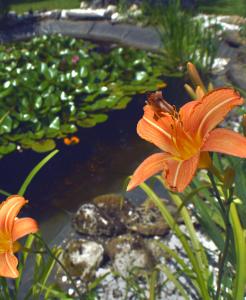 an orange flower with a bug on it next to a pond at Hotel Aquamarin in Bad Mitterndorf