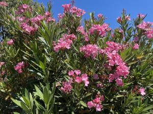 Imagen de la galería de Charmant Chalet avec terrasse et accès piscine., en Rocbaron 9 fotos más