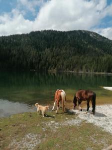 two horses and a dog standing next to a lake at Zabljak_vikendica in Žabljak