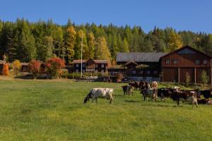 uma manada de vacas a pastar num campo à frente de um celeiro em Romenstad Hytter em Rendalen