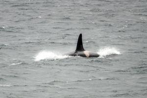 瑟索的住宿－North Point Pods (north coast 500)，海豚在水中游泳