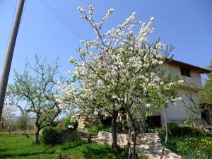 Vrt ispred objekta Къща за гости Каза Роза - Swiss Style Chalet Casa Rosa Guest House