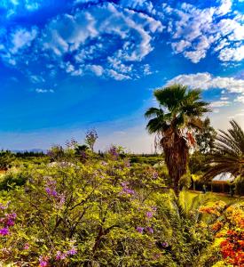 een bloemenveld met een palmboom op de achtergrond bij Les Jardins D'issil in Ourika