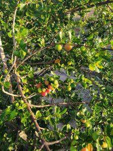 un árbol lleno de frutas verdes y rojas en Casa ecológica próx à Lagoa Azul - Jericoacoara en Cruz