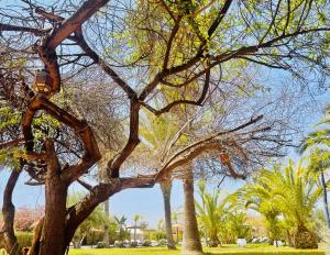 un árbol que ha sido decorado con ramas en Les Jardins D'issil, en Ourika