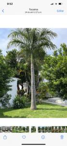 eine Palme, die mitten im Garten sitzt in der Unterkunft Kalathea Casa in Tocaima
