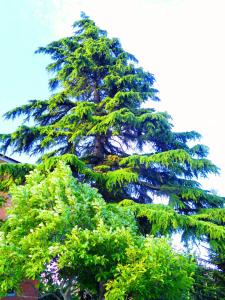 a large pine tree with green leaves on it at Il Cedro in Tagliolo Monferrato