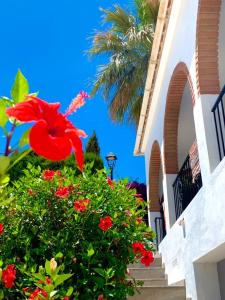 un arbusto florido con flores rojas delante de un edificio en Villa Rafaela, en Frigiliana