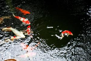 民宿附近的河景
