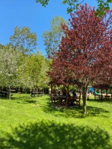 DereceörenにあるAbant Yeşil Vadi Koç Pansiyonのピクニックテーブルと赤い葉の木がある公園