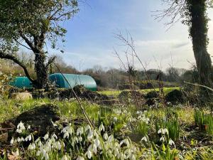 Kinelarty Luxury Glamping Pods Downpatrick外面的花园