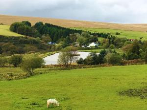 a sheep grazing in a green field with a lake at The Nook - Farm Park Stay with Hot Tub & Dome in Swansea