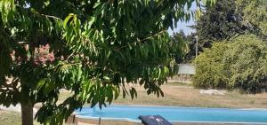 a tree in front of a swimming pool at Le petit mas en provence avec piscine in Barbentane