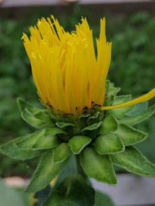 eine gelbe Blume auf einer grünen Pflanze in der Unterkunft Gasthof Zum Kramer in Gurk