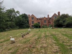 un gruppo di anatre che camminano davanti a una vecchia casa di Old Manor House a Shepperton