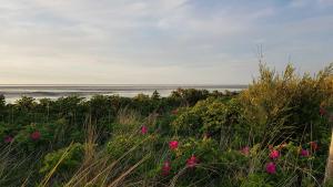 een bloemenveld met de oceaan op de achtergrond bij Residenz Jan am Strand in Cuxhaven