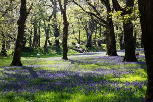 einen Teppich aus Bluebell in einem Wald voller Bäume in der Unterkunft Bramley Cottage in Ottery Saint Mary