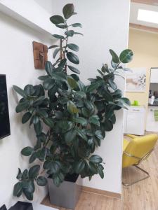 een grote groene plant in een kamer naast een muur bij Ferienhaus in Bernau bei Berlin in Bernau bei Berlin